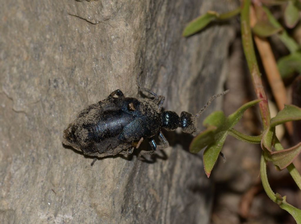 Meloidae: Meloe cfr. violaceus, femmina